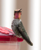 Annas Hummingbird 2263